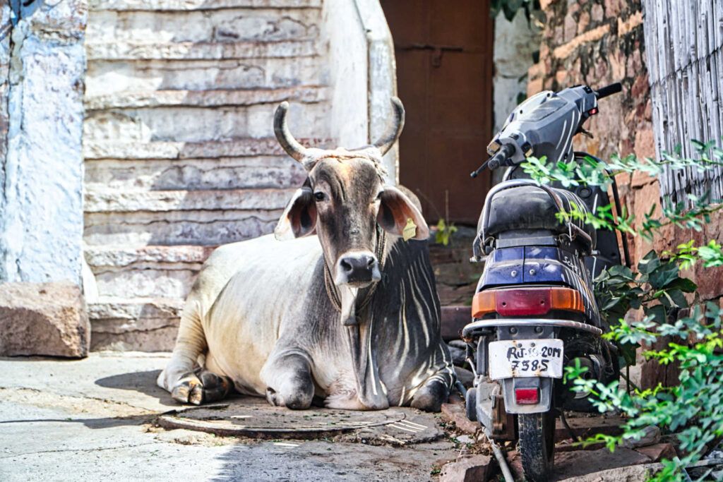 Jodhpur - Una vacca sacra Indiana