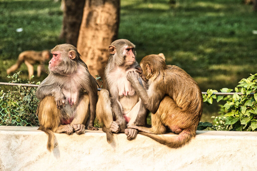 Scimmia ad Agra